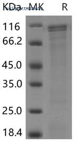 MyBioSource MBS2546456 image 1