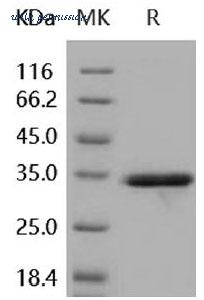 MyBioSource MBS2546492 image 1