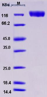 MyBioSource MBS2546580 image 1