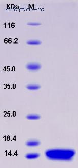 MyBioSource MBS2546721 image 1