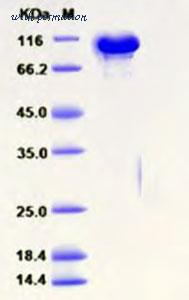 MyBioSource MBS2546773 image 1