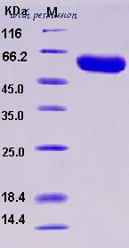 MyBioSource MBS2547125 image 1