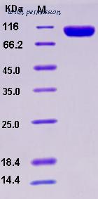 MyBioSource MBS2547148 image 1