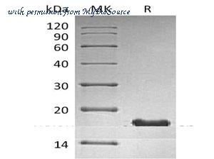 MyBioSource MBS2553243 image 1