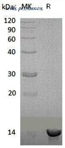 MyBioSource MBS2553261 image 1