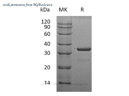 MyBioSource MBS2556671 image 1