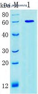 MyBioSource MBS283658 image 1