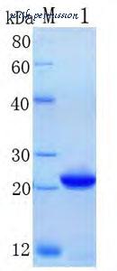 MyBioSource MBS283663 image 1