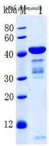 MyBioSource MBS286117 image 1