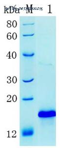 MyBioSource MBS286125 image 1
