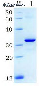 MyBioSource MBS286148 image 1