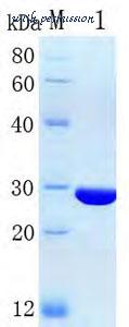 MyBioSource MBS286216 image 1