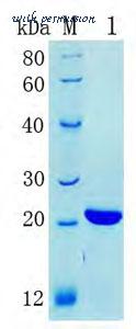 MyBioSource MBS286219 image 1