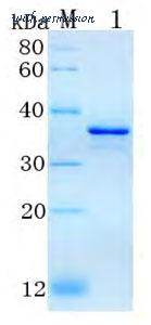MyBioSource MBS286516 image 1
