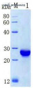 MyBioSource MBS286537 image 1