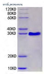 MyBioSource MBS2888658 image 1