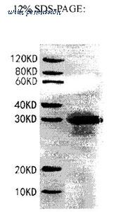 MyBioSource MBS2888945 image 1