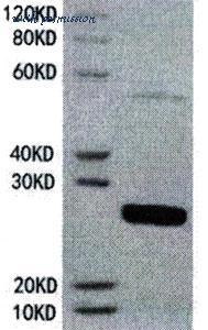 MyBioSource MBS2888998 image 1