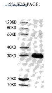 MyBioSource MBS2889276 image 1