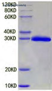 MyBioSource MBS2889288 image 1