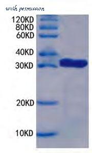 MyBioSource MBS2889438 image 1