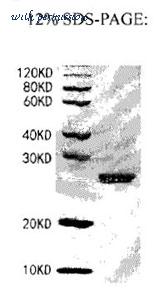 MyBioSource MBS2889532 image 1