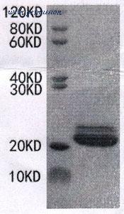 MyBioSource MBS2889590 image 1