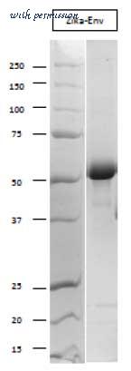 MyBioSource MBS319787 image 1
