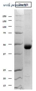 MyBioSource MBS319788 image 1