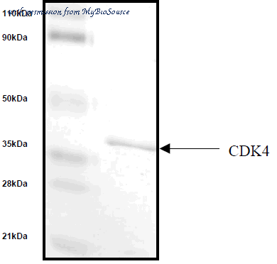 MyBioSource MBS343009 image 1
