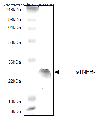 MyBioSource MBS343134 image 1