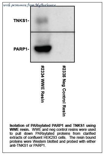 MyBioSource MBS376021 image 1