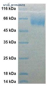 MyBioSource MBS430236 image 1