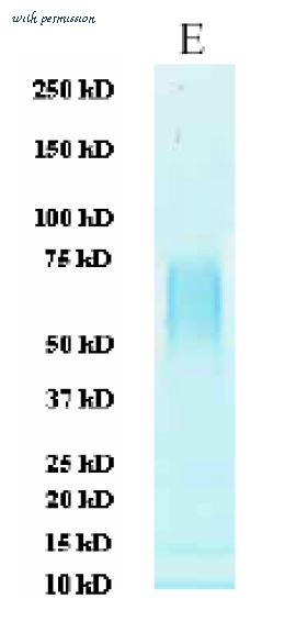 MyBioSource MBS434097 image 1
