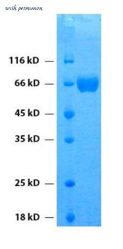 MyBioSource MBS434212 image 1