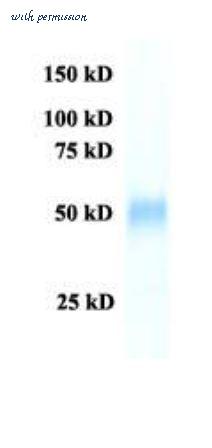 MyBioSource MBS434226 image 1