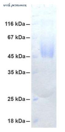 MyBioSource MBS434232 image 1