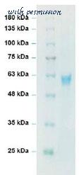 MyBioSource MBS434238 image 1