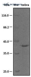 MyBioSource MBS505029 image 1