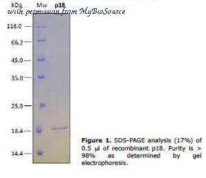 MyBioSource MBS505055 image 1