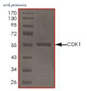 MyBioSource MBS515121 image 1