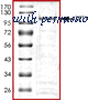 MyBioSource MBS515125 image 1