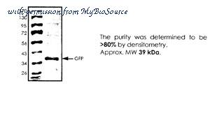 MyBioSource MBS515191 image 1