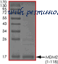 MyBioSource MBS515210 image 1