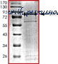 MyBioSource MBS515242 image 1