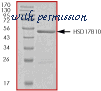 MyBioSource MBS515351 image 1