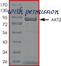 MyBioSource MBS515354 image 1