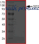 MyBioSource MBS515384 image 1