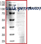 MyBioSource MBS515412 image 1