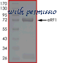 MyBioSource MBS515495 image 1